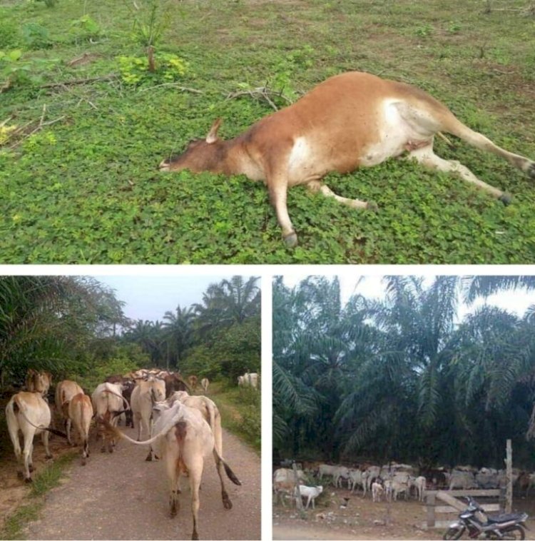 Sapi Mati Berjatuhan Karena Wabah Penyakit Mulut dan Kuku