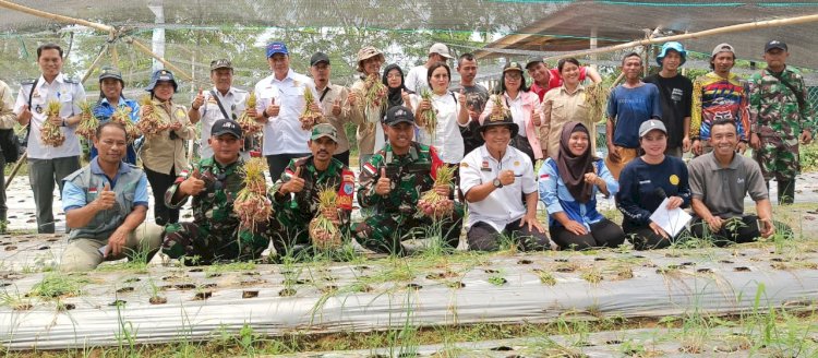 Pos Bantan pamtas RI-MLY Yon Armed 16 TK Panen Raya Bawang Merah Bersama Kelompok Tani Tunas Baru Kecamatan Sekayam