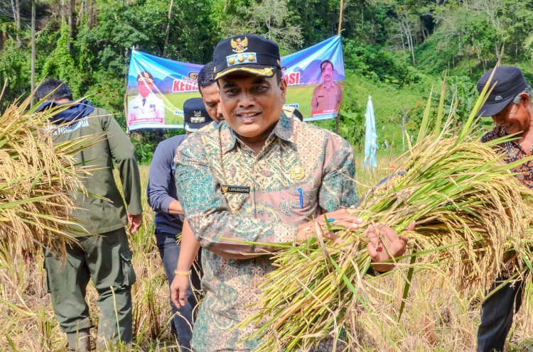 Pj. Walikota Padangsidimpuan Panen Padi Sawah dari Kelompok Karya Tani di Kelurahan Silandit