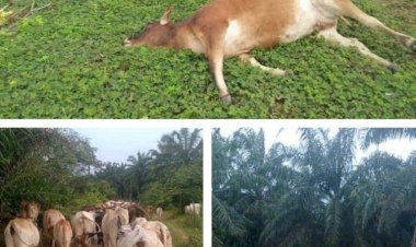 Sapi Mati Berjatuhan Karena Wabah Penyakit Mulut dan Kuku