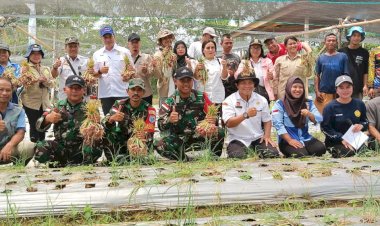 Pos Bantan pamtas RI-MLY Yon Armed 16 TK Panen Raya Bawang Merah Bersama Kelompok Tani Tunas Baru Kecamatan Sekayam