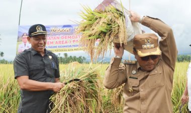 Pj. Walikota Panen Padi Sawah di Desa Huta Padang Kecamatan Padangsidimpuan Tenggara