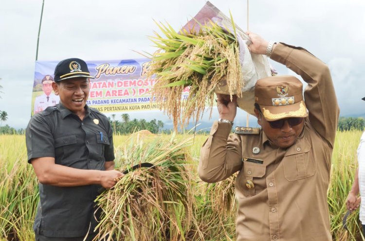 Pj. Walikota Panen Padi Sawah di Desa Huta Padang Kecamatan Padangsidimpuan Tenggara